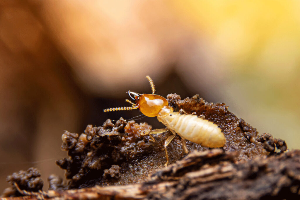 Termites aiding in home cooling