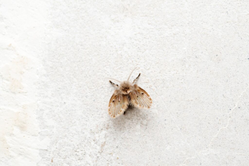 drain flies Orange County